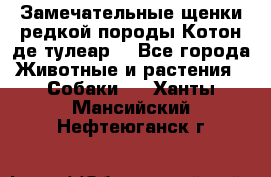 Замечательные щенки редкой породы Котон де тулеар  - Все города Животные и растения » Собаки   . Ханты-Мансийский,Нефтеюганск г.